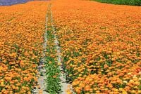Een weg door het oranje bloemenveld