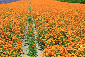 Une route à travers le champ de fleurs d'oranger