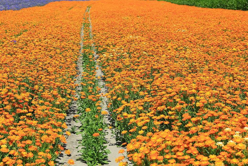 Eine Straße durch das orangefarbene Blumenfeld von Patrick Riemens