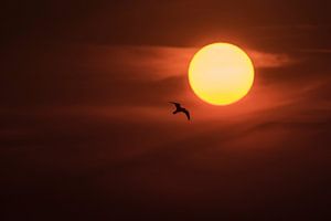 Fly to the sun by Erik Veldkamp