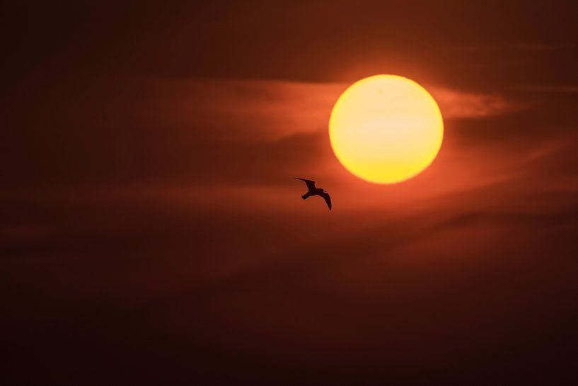 Volez vers le soleil par Erik Veldkamp