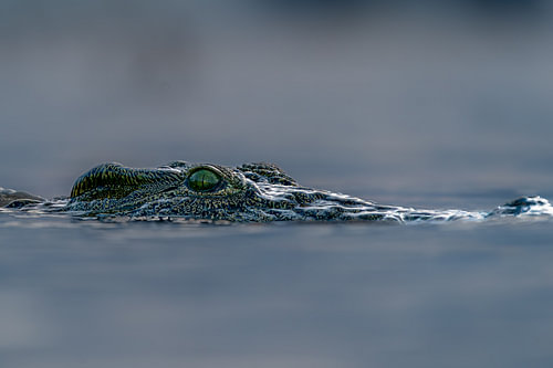 Crocodile Eyes Above Water Line in African River