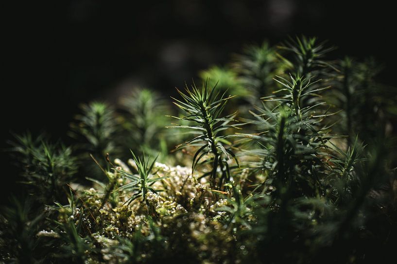 Stermos in het bos van Jan