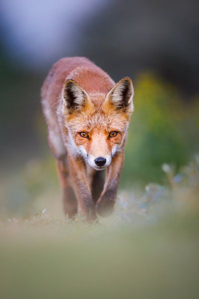 renard par Pim Leijen