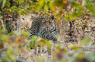 Curious leopard by Denise Stevens thumbnail