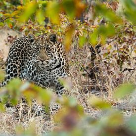 Curieux léopard sur Denise Stevens