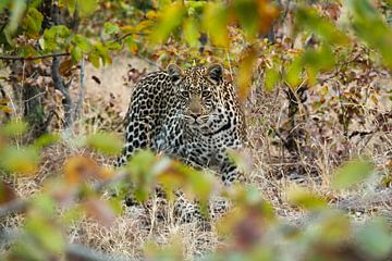 Neugieriger Leopard von Denise Stevens