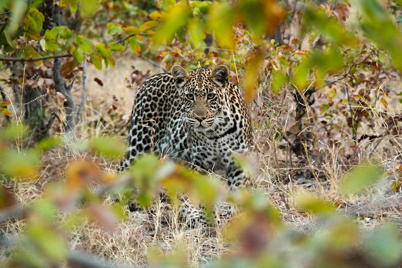 Curious leopard by Denise Stevens