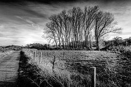 Naakte Bomen, Geleen van Marcel van Kan