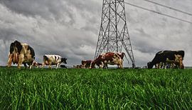 breedbeeld koeien  in de wei by foto-fantasie foto-fantasie