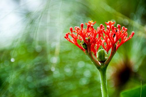 Tropische plant, Suriname