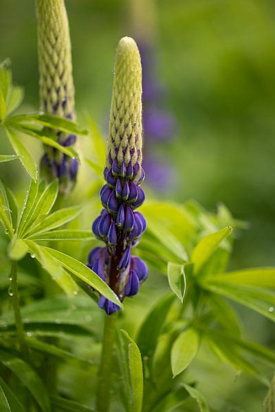 Blauwe lupines na de regen van KB Design & Photography (Karen Brouwer)