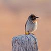 Maskerbuulbuul - Afrikaanse vogel zittend op paal van Carmen de Bruijn