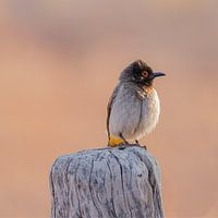 African red-eyed bulbul - perching  African bird