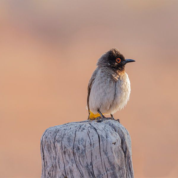 African red-eyed bulbul - perching  African bird by Carmen de Bruijn