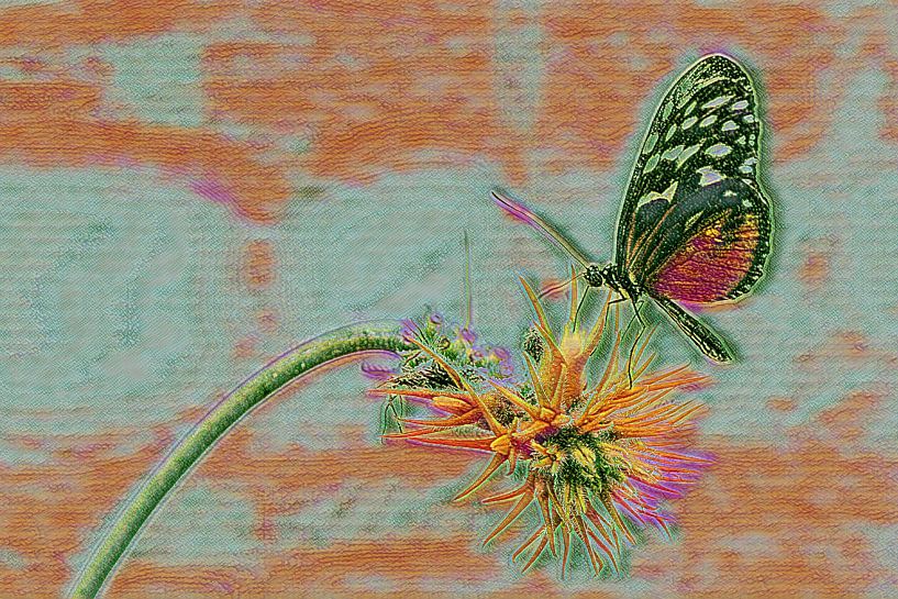 Schmetterling auf einer Blume im Schmetterlingsgarten von Mel van Schayk