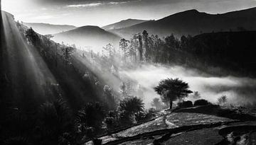 Marokko landschap en bos van Mustafa Kurnaz