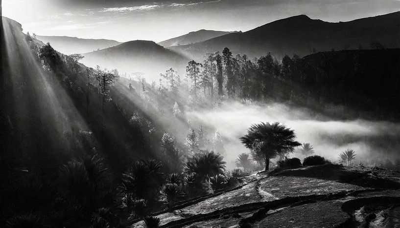 Morocco landscape and forest by Mustafa Kurnaz