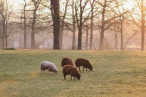 Schafe in der Morgensonne von Tania Perneel