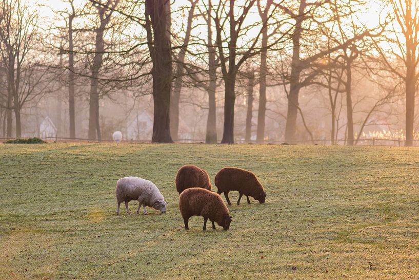 sheep in the morning sun by Tania Perneel