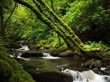 Torc-Wasserfall 2023, Irland von Reinder