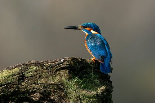 IJsvogeltje even aan het uitrusten