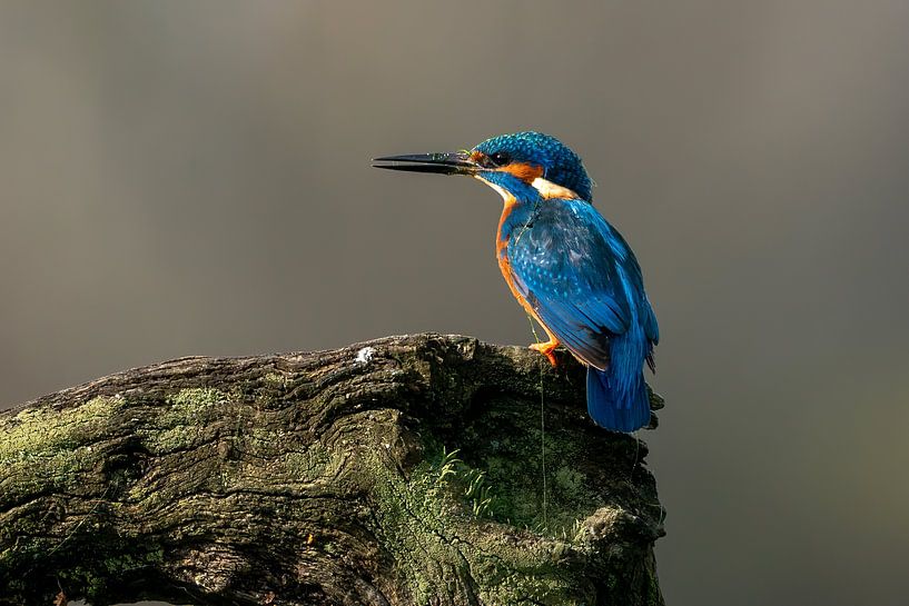 Le martin-pêcheur se repose par Johannes Jongsma