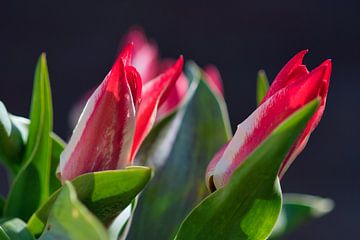 Van links naar rechts buigende tulpen in de zon van Jolanda de Jong-Jansen