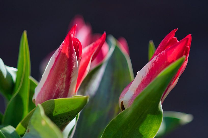 Left-to-right bending tulips in the sun by Jolanda de Jong-Jansen