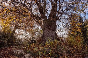 Heiliger Baum von Rob Boon