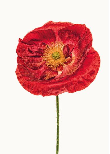 Rariteitenkabinet_Klaproos_05