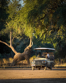 Elefant in Simbabwe von Tom Zwerver