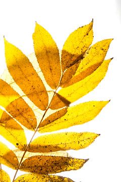 Herbstblätter Esche von Anjo Kan
