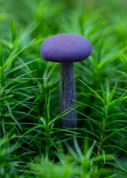 Le champignon améthyste par Peter Bartelings