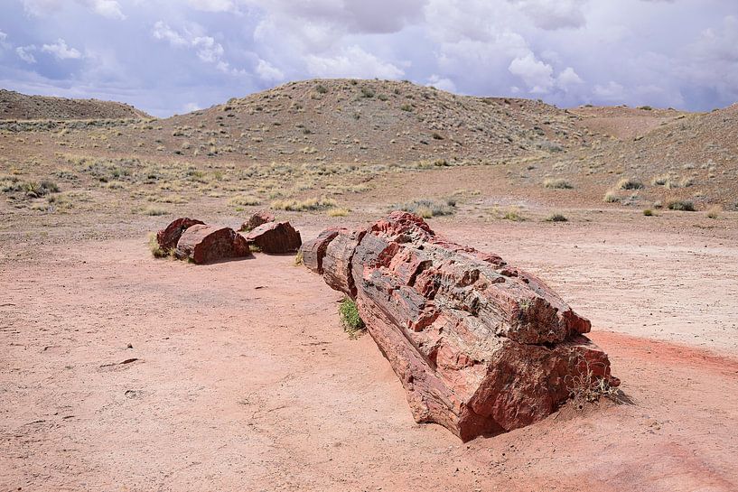 An almost complete tree by Frank's Awesome Travels