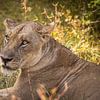 Portrait d'un lion en Zambie sur Bob Hogenkamp