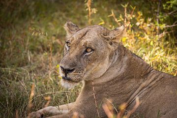 Portret van een leeuw in Zambia