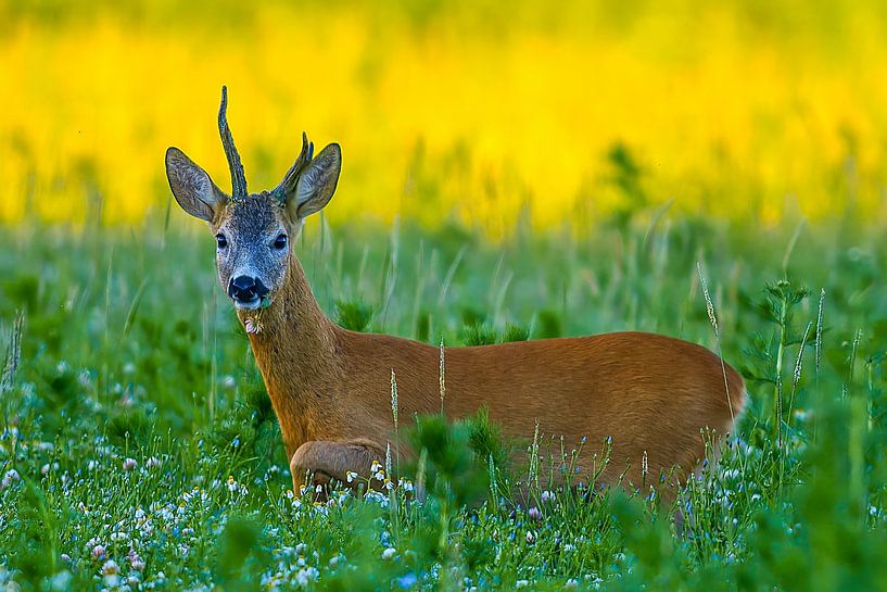 Alter Rehbock steht an einem Sommer Morgen auf einer Wiese mit Blumen und Kräutern von Mario Plechaty Photography