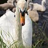 Protective Swan Guarding Swimming Cygnets by Martijn Schrijver