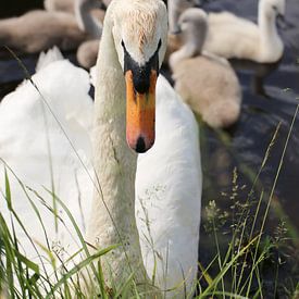 Protective Swan Guarding Swimming Cygnets by Martijn Schrijver