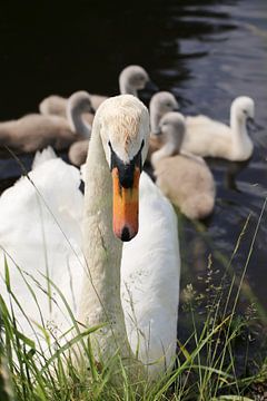 Protective Swan Guarding Swimming Cygnets by Martijn Schrijver