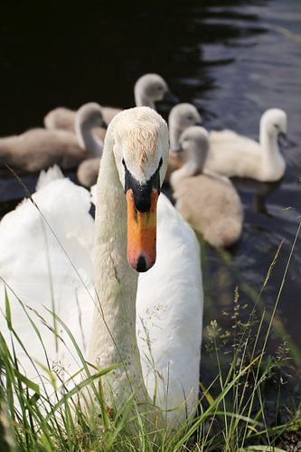 Protection des cygnes Poussins de cygnes nageurs sur Martijn Schrijver