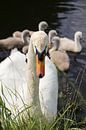 Protective Swan Guarding Swimming Cygnets by Martijn Schrijver thumbnail