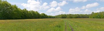 Hay meadows in Het Oude Diep. by Wim vd Neut