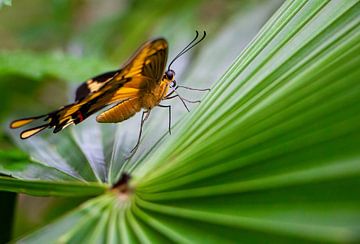 ready to fly van Elvira Werkman