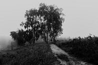 Misty Morning Birches van William Mevissen thumbnail