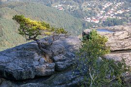 Weerpijnboom op de Lilienstein - Saksisch Zwitserland / Elbezandsteengebergte van t.ART