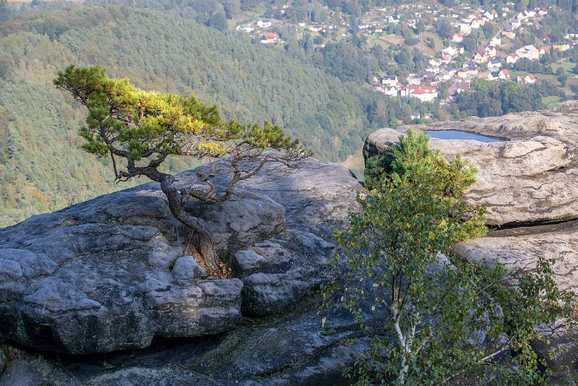 Weather pine on the Lilienstein - Saxon Switzerland / Elbe Sandstone Mountains by t.ART