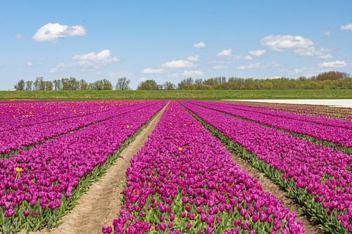 Paarse/donkerroze tulpen