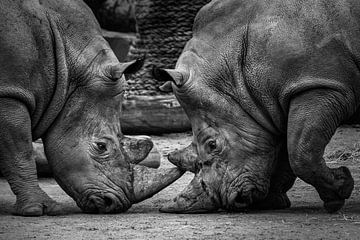 Two rhino in fight by Chihong